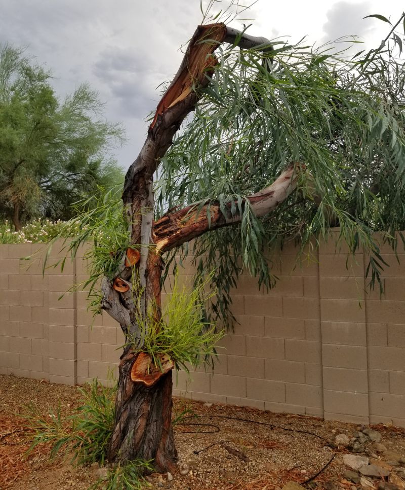 Tree fallen from storm damage
