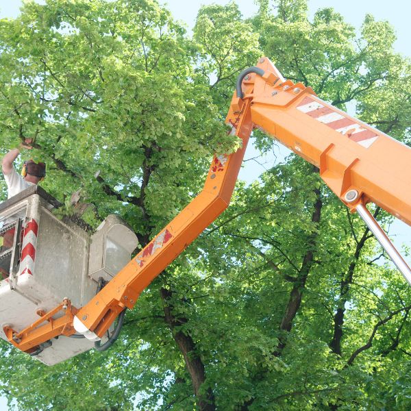 Tree trimming in Houma