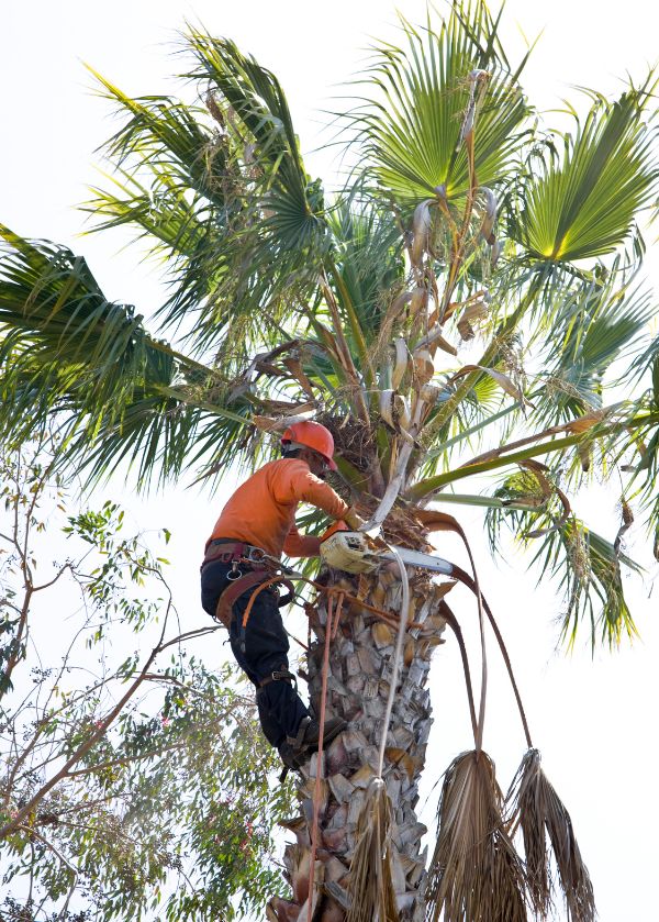 Tree Trimming in Houma