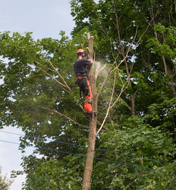 Guy tree trimming